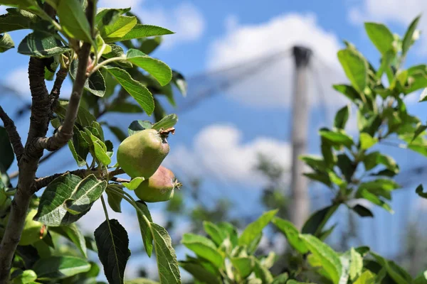 Mele giovani in un frutteto europeo durante la primavera — Foto Stock