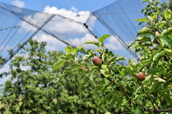 Mele giovani in un frutteto europeo durante la primavera — Foto Stock