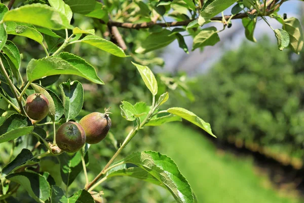 Mele giovani in un frutteto europeo durante la primavera — Foto Stock