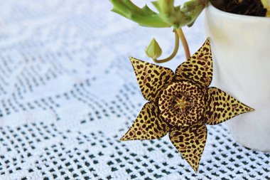 Stapelia kaktüs çiçeği