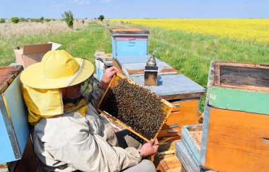 Arılarla kaplı onun kovan çerçeveleri teftiş arıcı    