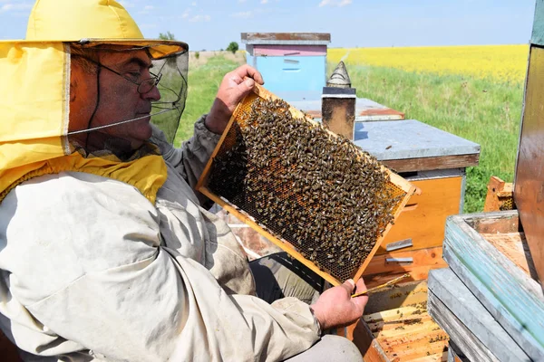 Beekeeper Inspecting His Hive Frames Covered Bees — Stock Photo, Image