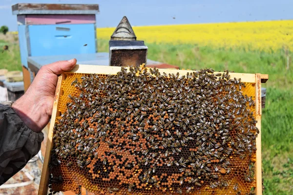 Beekeeper holding a hive frame full of honey bees