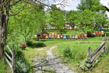 Kırsal bahçesinde arı kovanı 