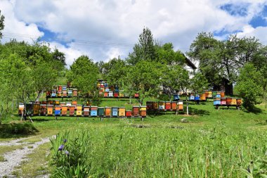 Kırsal bahçesinde arı kovanı 