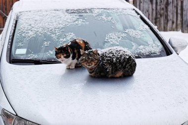 Soğuk bir kış gününde arabada kar taneleriyle kaplı iki evsiz kedi oturuyor.