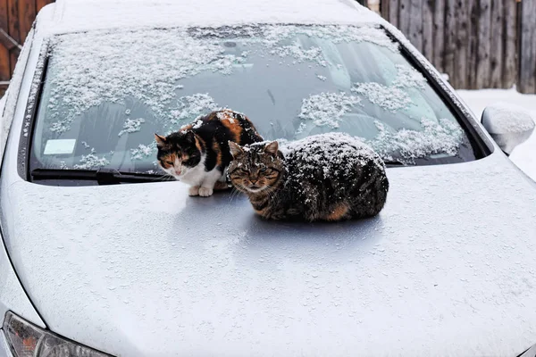 Две Бездомные Кошки Покрытые Снежинками Сидят Машине Холодный Зимний День Стоковое Фото