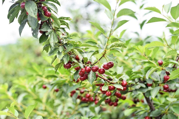 Sour cherry farm, ripe sour cherries