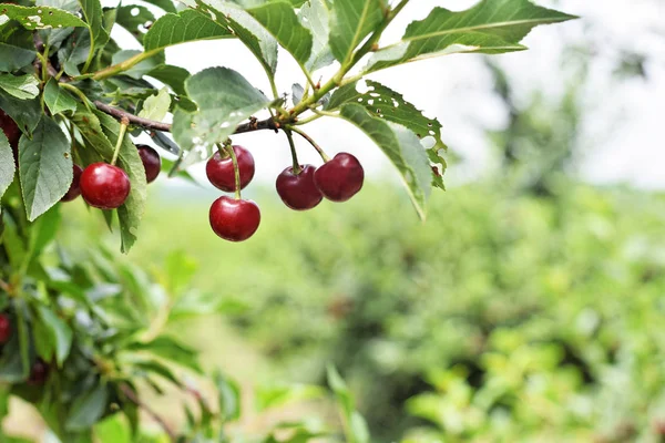 Sour Cherry Farm Ripe Sour Cherries 로열티 프리 스톡 사진
