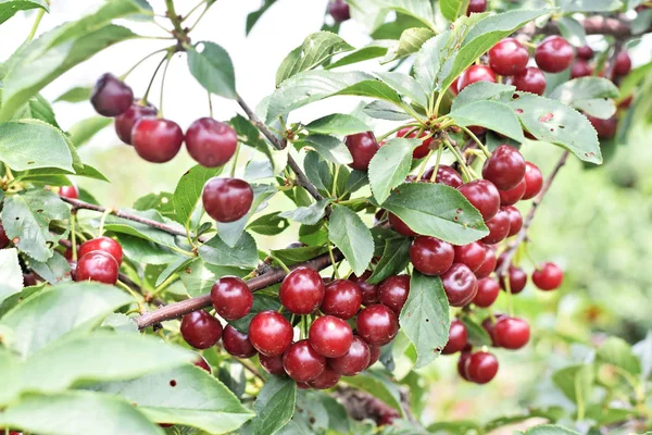 Sour cherry farm, ripe sour cherries