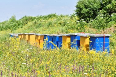 Meadow honey farm in the wildflower field             