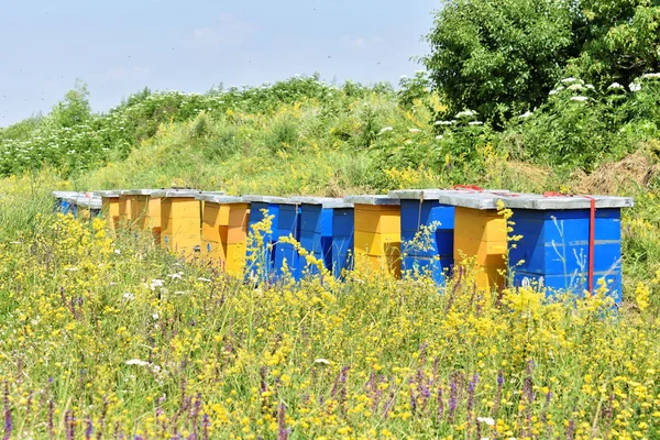 Meadow honey farm in the wildflower field             