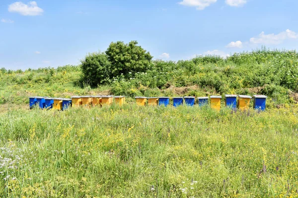 Meadow honey farm in the wildflower field             