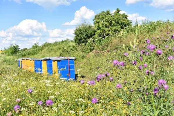 Meadow honey farm in the wildflower field             
