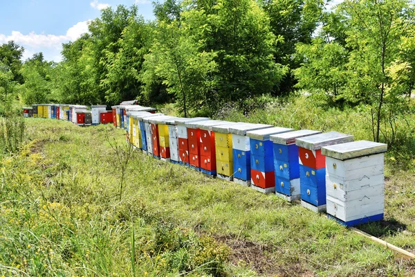 Meadow honey farm in the wildflower field             