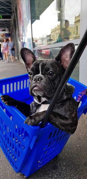 Niedliche Französische Bulldogge Einkaufskorb Auf Der Straße Von Melbourne Australien — Stockfoto