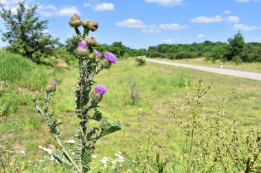Musk Thistle ve diğer kır çiçekleri baharda