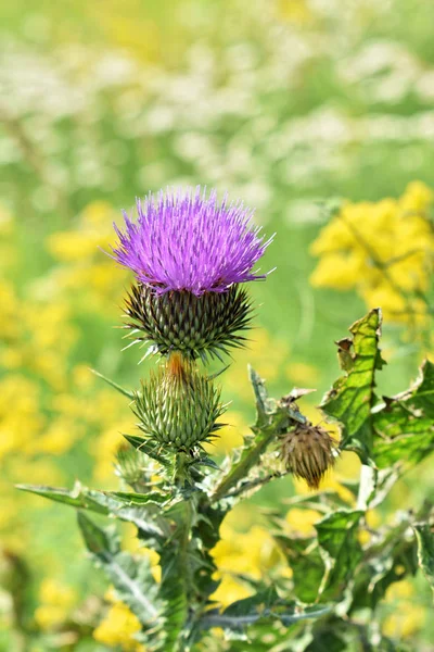 Musk Thistle Other Wild Flowers Spring — Stock Photo, Image