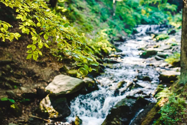 Ramo d'albero con un fiume di montagna sullo sfondo — Foto Stock
