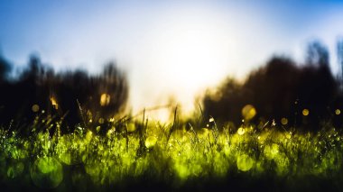 Yeşil çimen çiy damla yağmur alanında