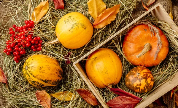 Pumpkins  on the straw — Stock Photo, Image