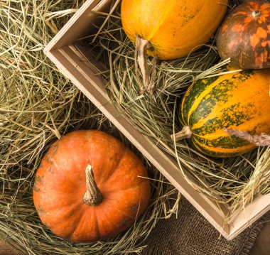 Kabaklar saman üstte görüntülemek