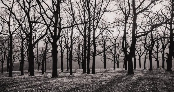 Paisagem. Outono. carvalhos com folhas caídas — Fotografia de Stock