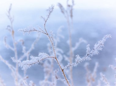 dallar hoarfrost
