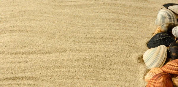 Deniz kabuğu Plajı kum üzerinde