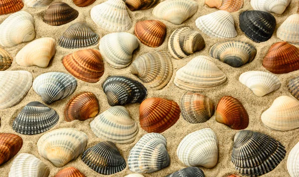 Conchiglie sulla sabbia della spiaggia — Foto Stock