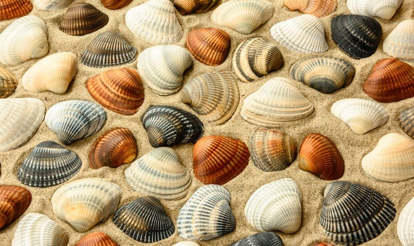 Seashells  on the  beach sand