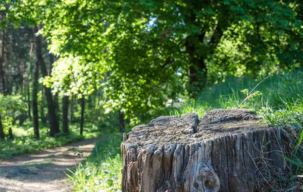Ürün montajı için orman arka planda eski güdük
