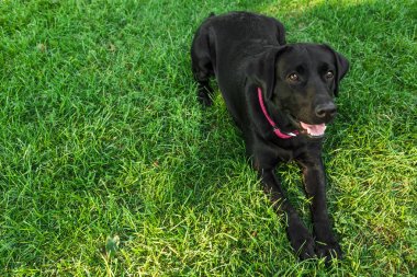 Labrador gerçek bir dostu olduğunu