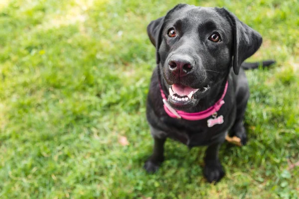 Labrador gerçek bir dostu olduğunu
