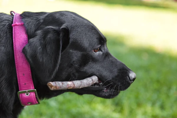 Labrador ist ein echter Freund — Stockfoto