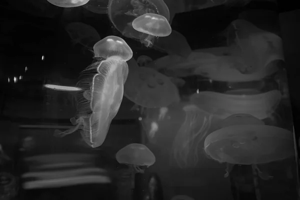 Пурпурная плавающая медуза — стоковое фото
