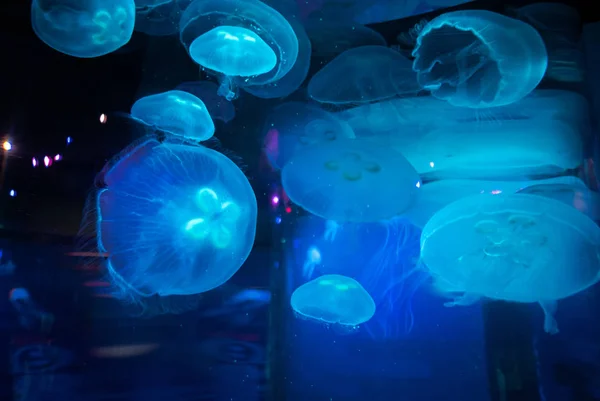 Fioletowy pływający Jellyfish — Zdjęcie stockowe