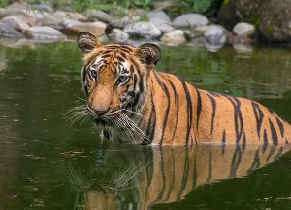 Bengaalse tijger die helft ondergedompeld in water van een moeras. Een close-up shot van het portret. Foto genomen in het Nationaal Park Sunderban. — Stockfoto