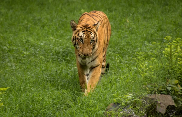 Tigre de Bengala caminando a través de un pastizal abierto en la reserva de Sunderban Tiger y el Parque Nacional . — Foto de Stock