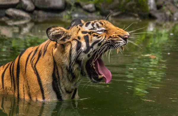 Un tigre de Bengala bosteza mostrando los dientes caninos mientras está sumergido en un pantano en el Parque Nacional Sunderbans . —  Fotos de Stock