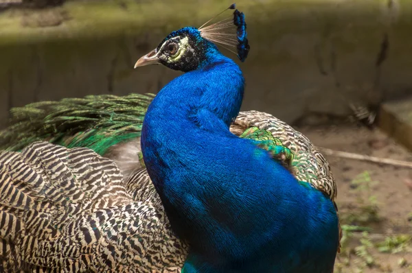 Indiase peacock vogel close-up shot met levendige kleuren verenkleed — Stockfoto