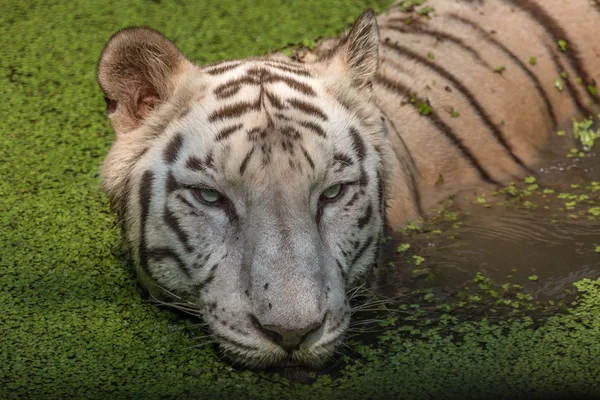 White Bengal Tiger close up head shot swimming in swamp water. — Stock Photo, Image