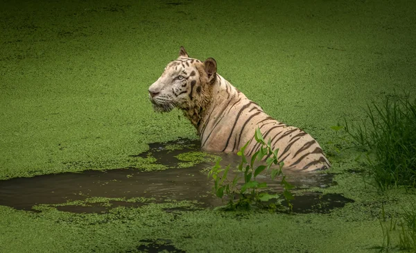 Biały tygrys bengalski, którym połowa zanurzyć w wodzie na bagna w parku narodowym Sunderban — Zdjęcie stockowe
