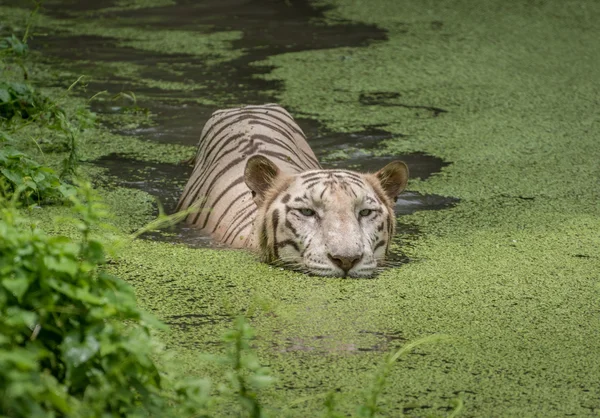 Tygrys Bengalski biały pływa w wodzie bagna w tiger reserve w Indiach. — Zdjęcie stockowe