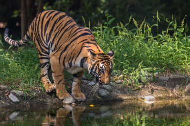 Bir su birikintisinin içecek Sunderban Milli Parkı, Bengal kaplanı gelir.