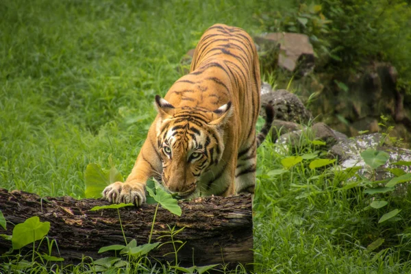 Bengaltiger auf einer offenen Weide im Sunderban Tiger Reserve und Nationalpark. — Stockfoto