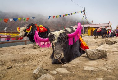 Himalaya yak yakınındaki Tsomgo (Changu) Gölü, Doğu: Sikkim, India dekore edilmiş.