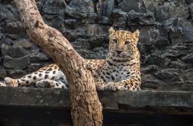  Hindistan'da bir yaban hayatı kutsal, onun doğumdan istirahat Hint leopar.