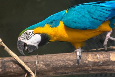 Mavi Altın Amerika papağanı kuş yakın atış bir kuş kutsal Kolkata, Hindistan.