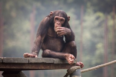 Baby Chimpanzee in a thoughtful expression. clipart